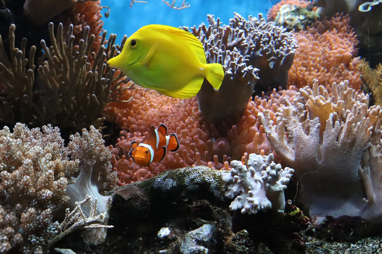 Австралия выделит более $700 млн на кораллы