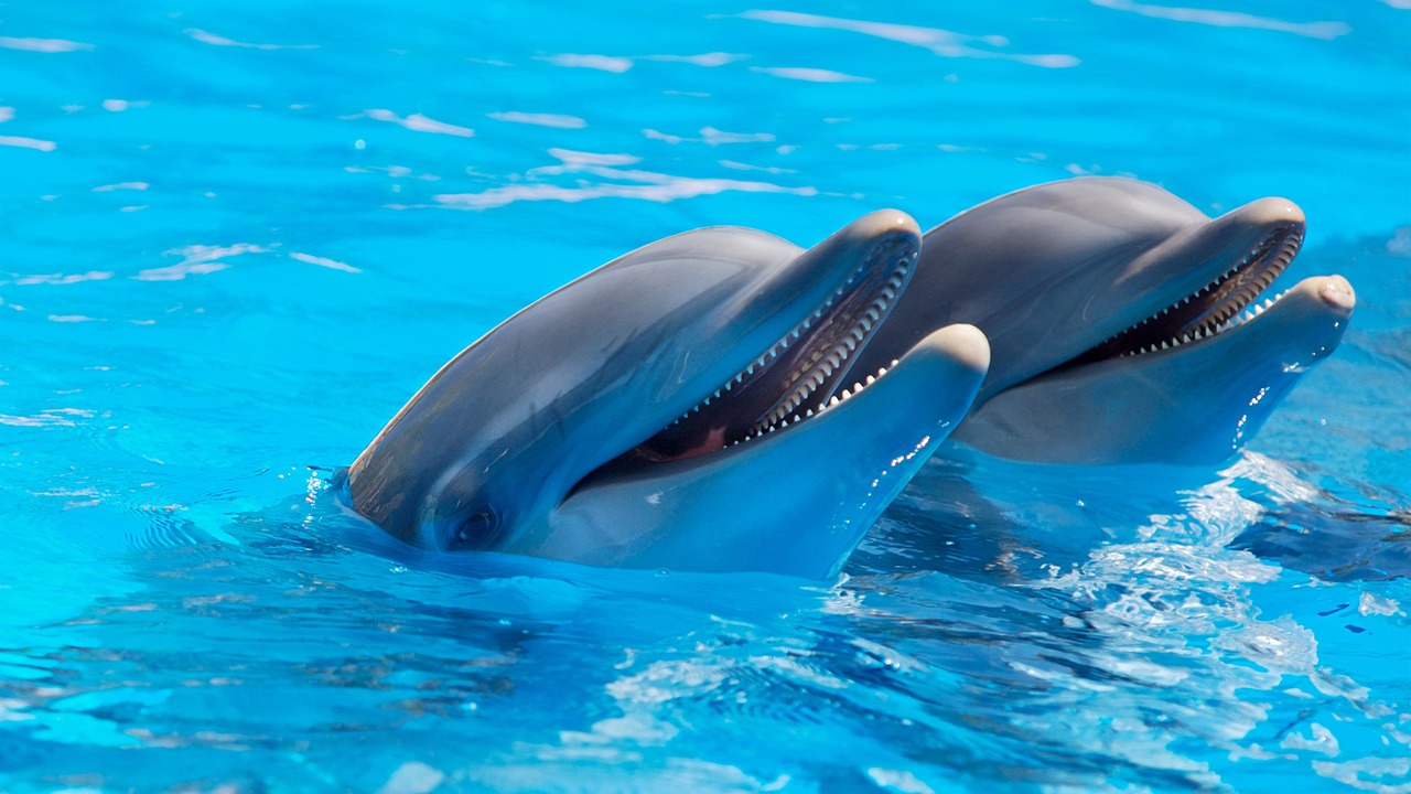 Росприроднадзор поддержал запрет вылова дельфинов для океанариумов