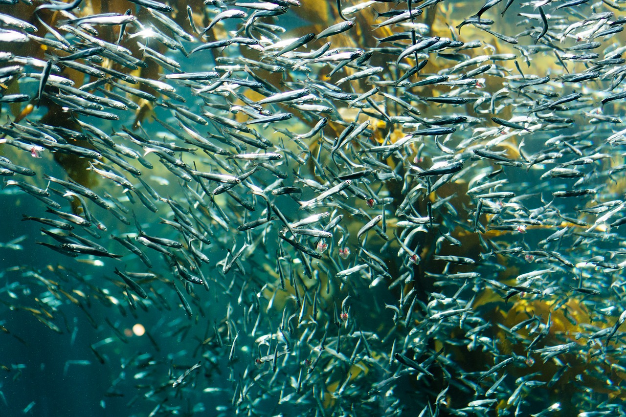 Рыба мельчает: ее рост замедляется из-за BPA
