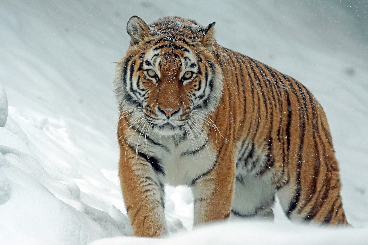 В России создадут национальный парк для амурских тигров