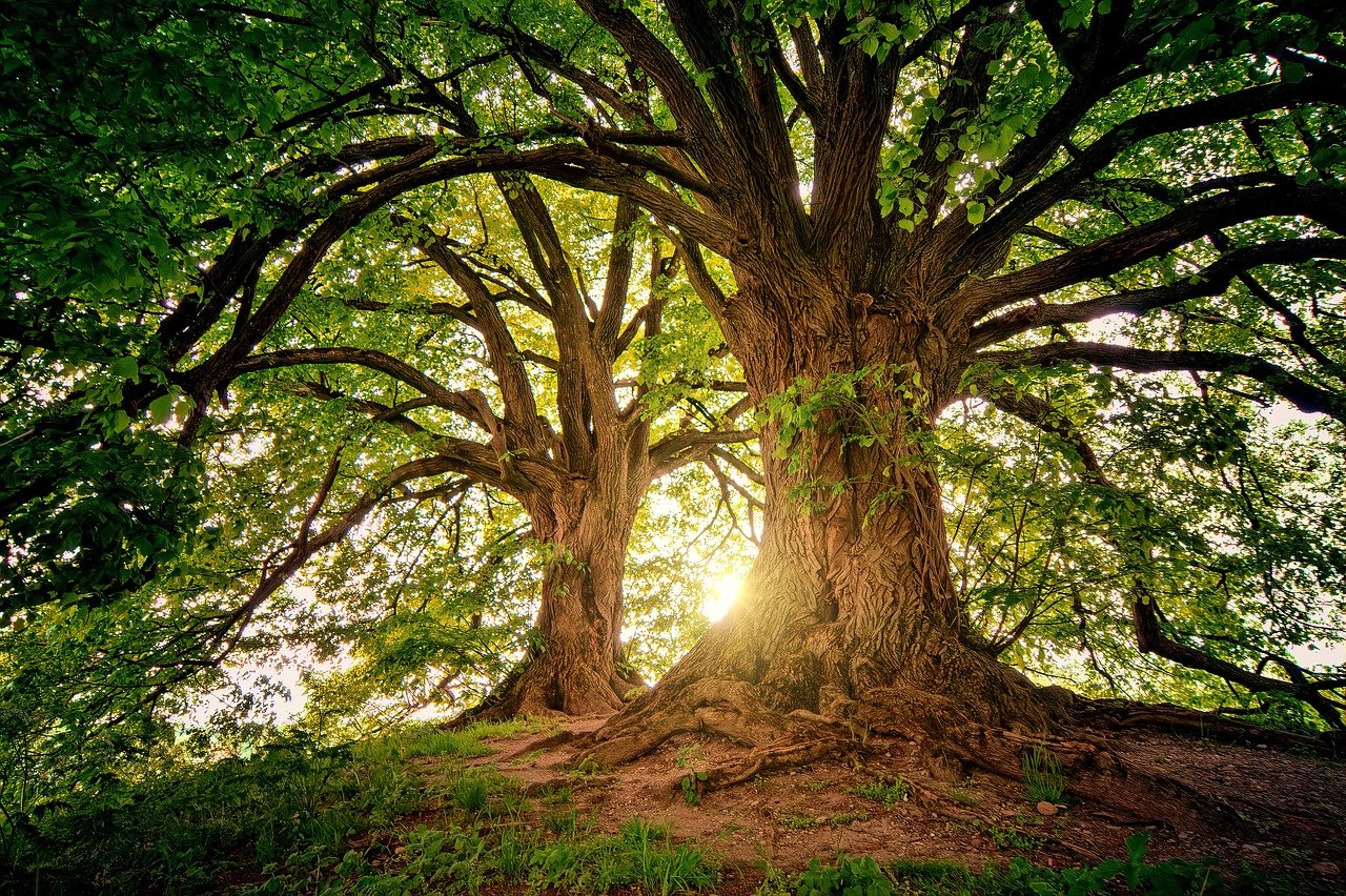 На планете — более 70 тысяч видов деревьев