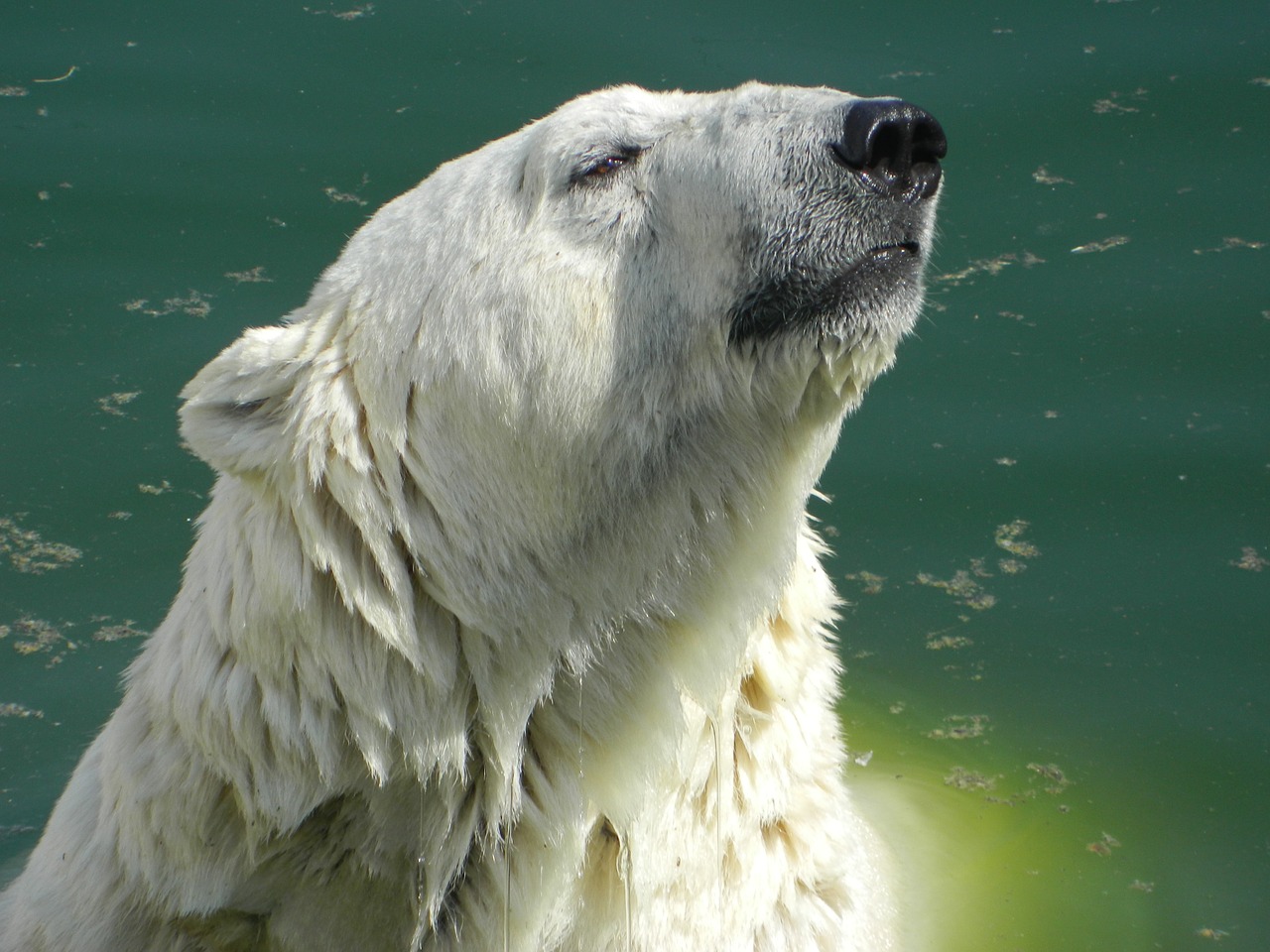 Голодные белые медведи все чаще выходят к людям из-за таяния льда