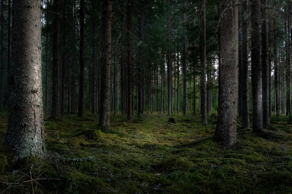 «Гринпис»: больше всего рубят лес в средней полосе России