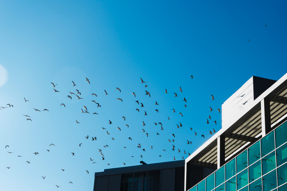 Владельцев свалок рядом с аэропортами обязали защитить их от скоплений птиц