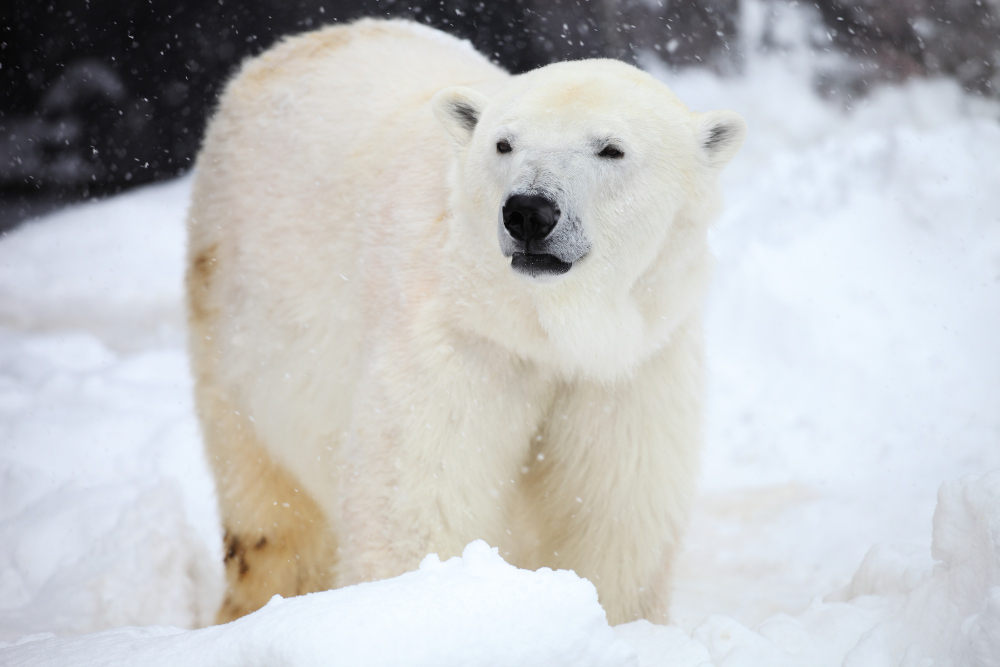 Как животные Арктики переносят изменение климата