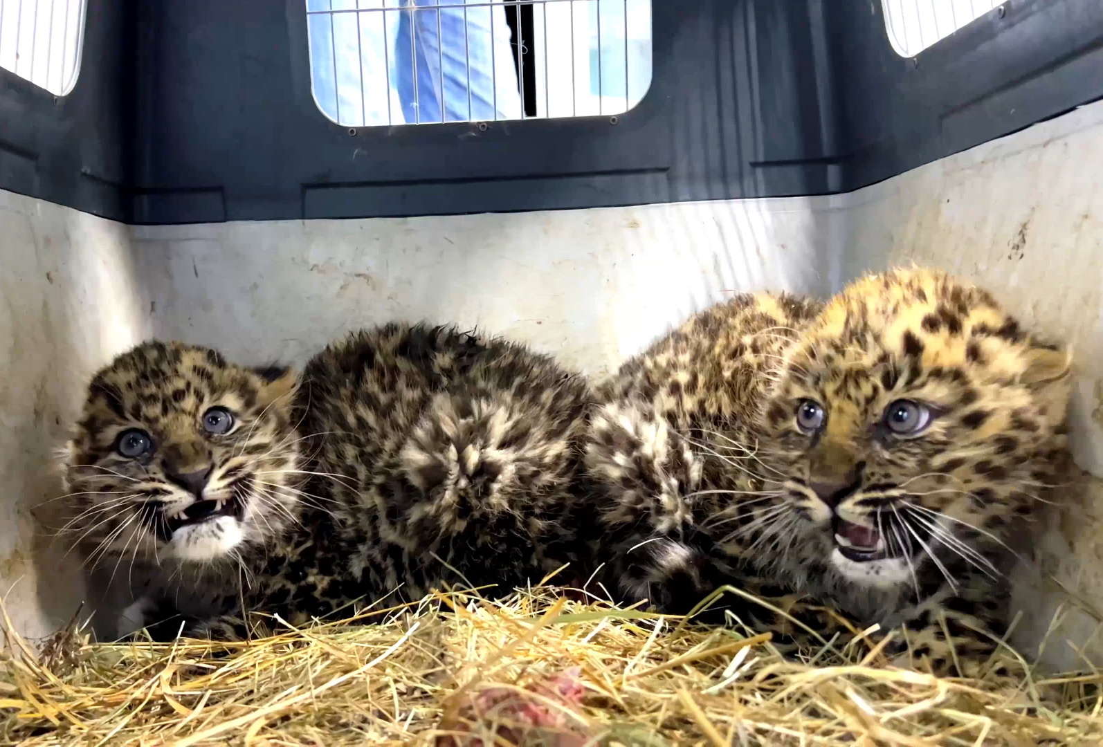 Полуторамесячных котят леопарда спасли в Приморье