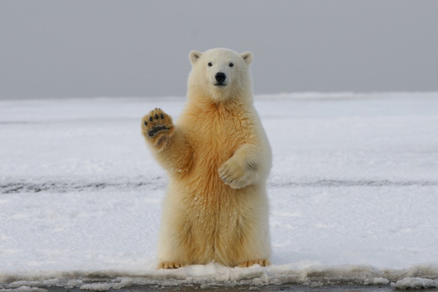 В Карелии стартовал третий сезон уборок «Чистая Арктика»