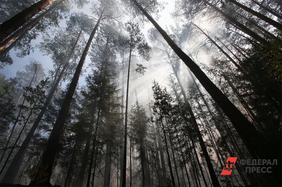 Площадь российских лесов за год увеличилась на 458,5 тыс. га