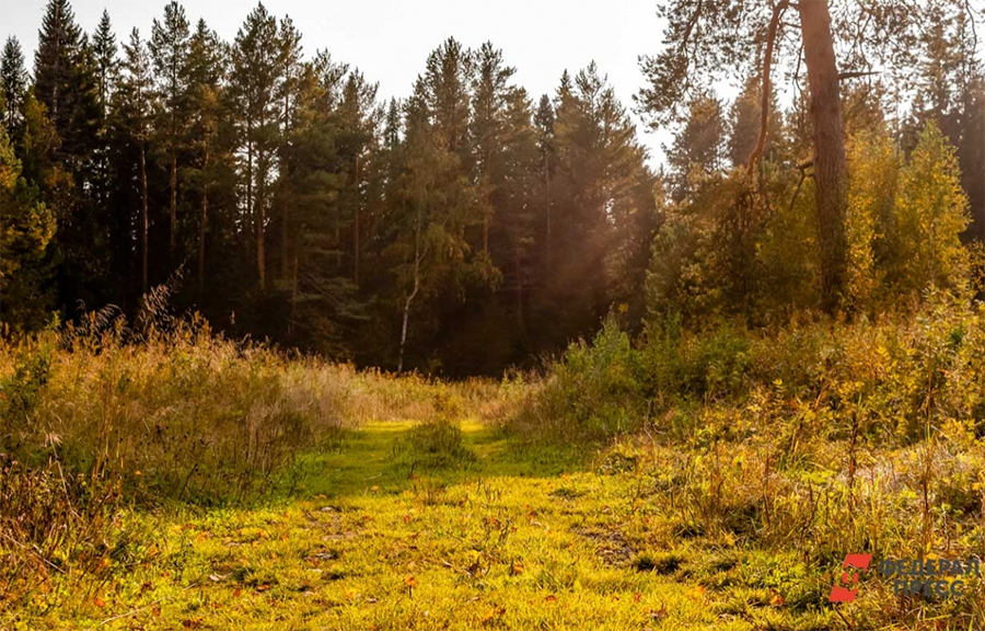 В РФ появится национальный парк «Тульские засеки»