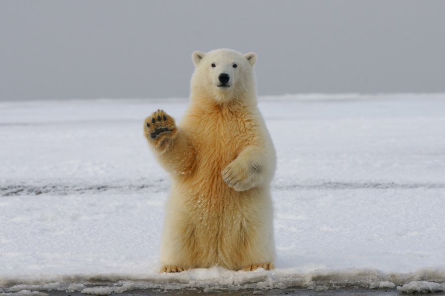 От мамонта до бизона: российские экологи восстанавливают древнюю экосистему Арктики