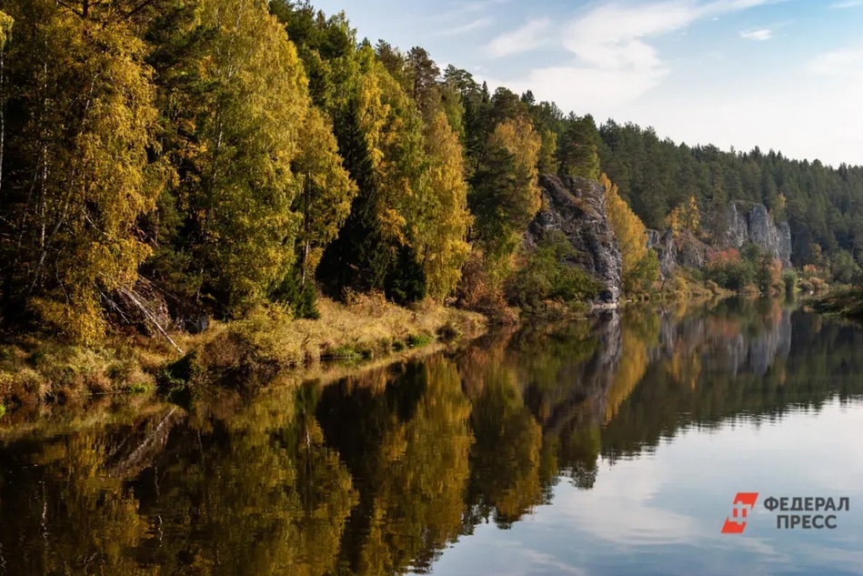 В России законодательно введут понятие «лесоклиматический проект»